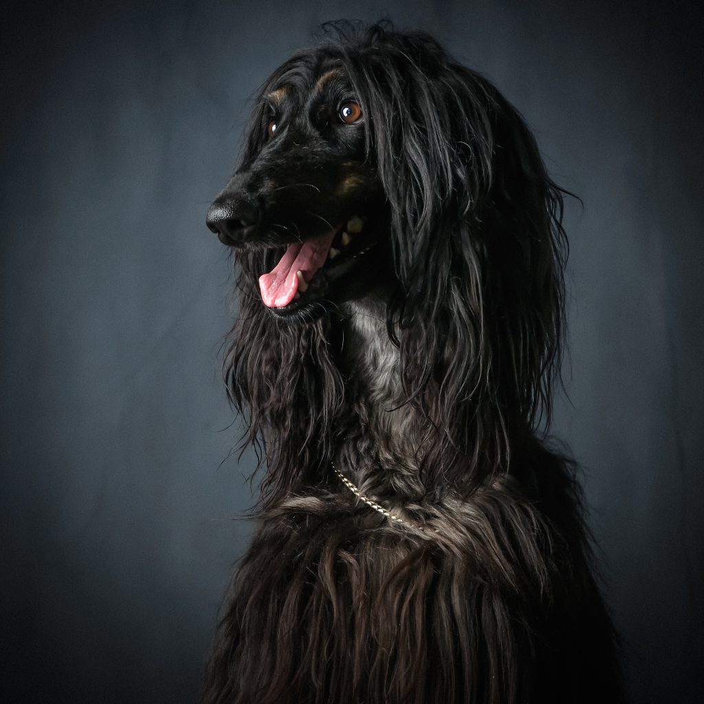 fotoshoot hond